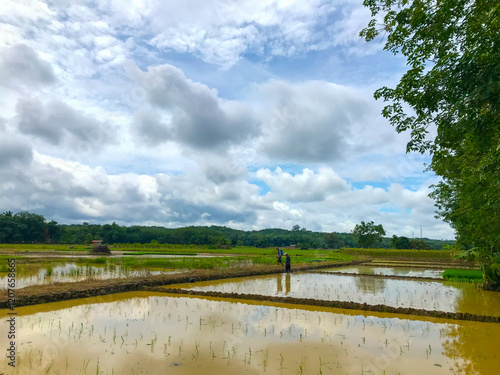 Muddy, freshly-plowed rice paddy field under a cloudy sky. Water pools in the furrows. Shows the preparation of land for rice cultivation