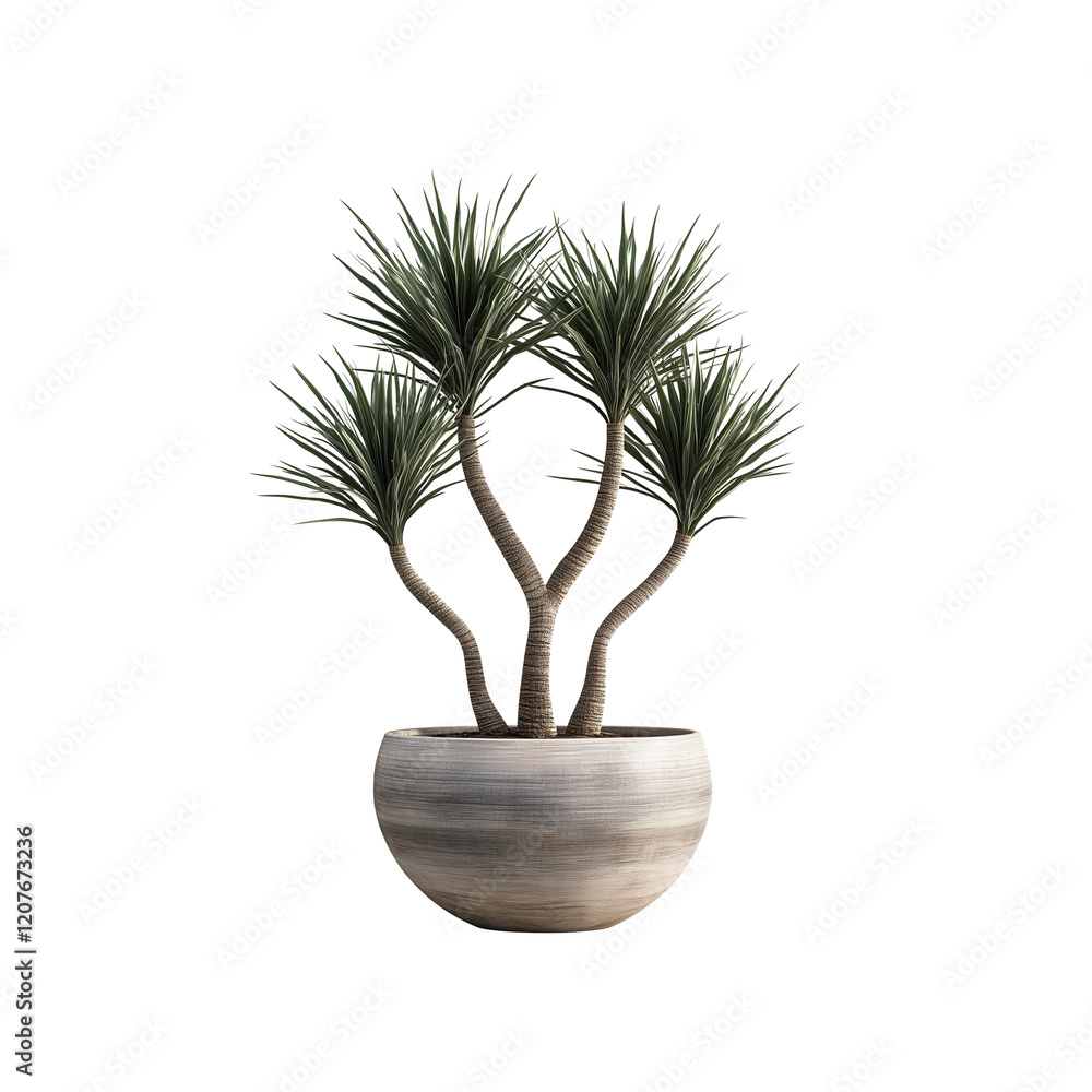 Obraz premium A Dracaena Marginata house tree with slim, upright trunks and spiky green leaves isolated on transparent background 