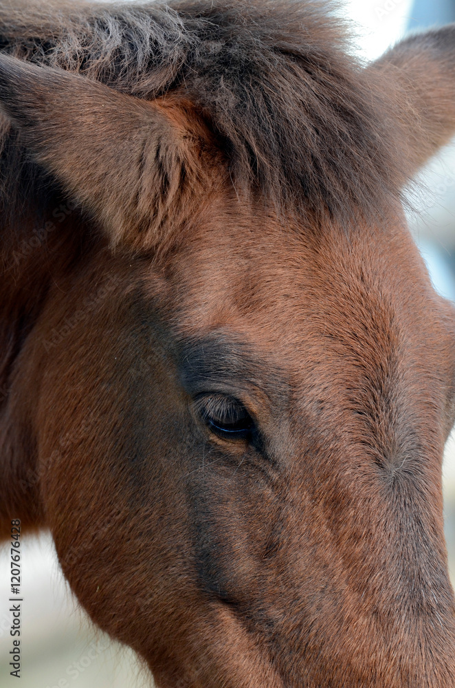 Fototapeta premium 馬