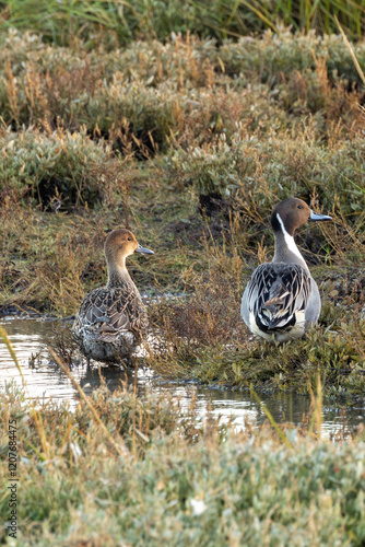 Canvas Print Northern Pintail Ducks (Anas acuta) - Commonly found in wetlands and coastal hab