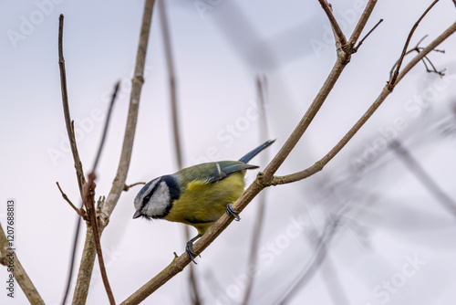 Blue Tit (Cyanistes caeruleus) - Commonly found in woodlands and gardens, Turvey Nature Reserve, Dublin photo