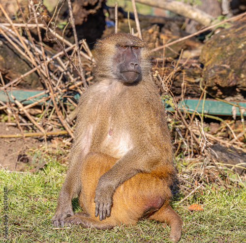 Tapety artystyczne baboon