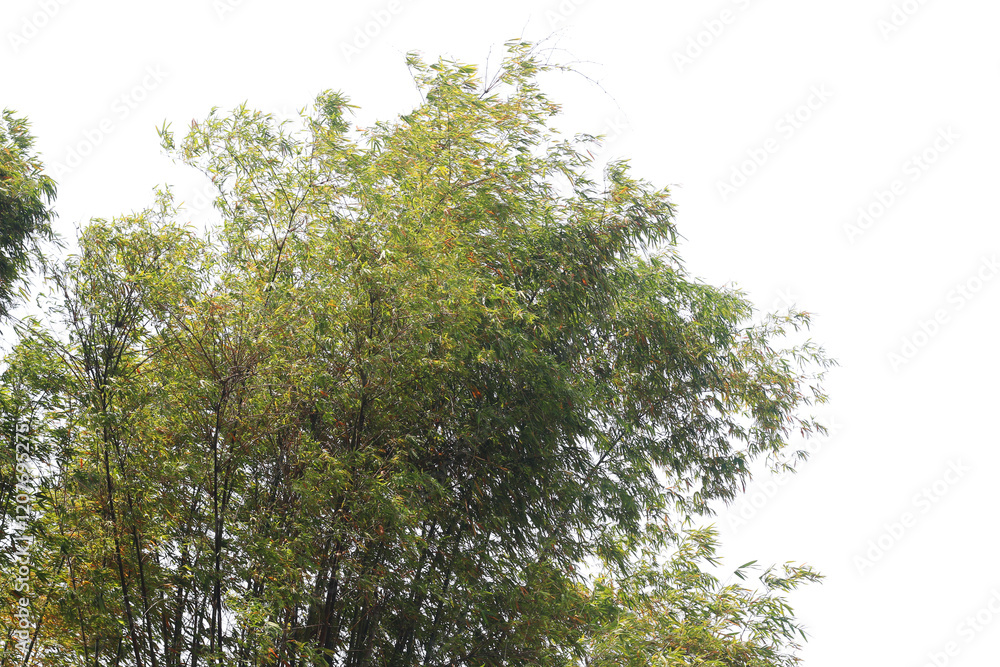 Fototapeta premium Bamboo clumps with a transparent background