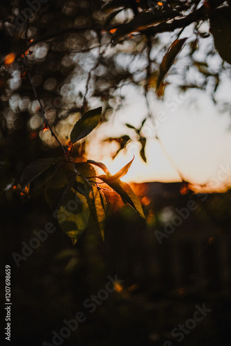 Village landscape in the evening light, seen through the foliage. In the background are houses, a field and trees, creating a cozy atmosphere of nature. Ideal for themes about the village, nature, tra photo