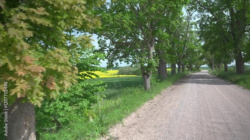 Alley of rural gravel road in autumn. There are yellow leaves on the side of the road. Light shines through the foliage on the trees. The road goes into perspective. Latvia
