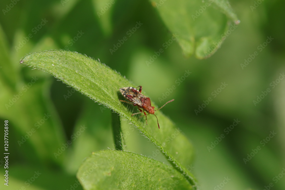 Rhopale commun (Rhopalus subrufus)
Rhopalus subrufus in its natural element
Rhopale commun (Rhopalus subrufus)
Rhopalus subrufus in its natural element