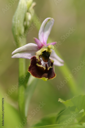 Ophrys bourdon (Ophrys fuciflora)
Ophrys fuciflora in flower
 photo