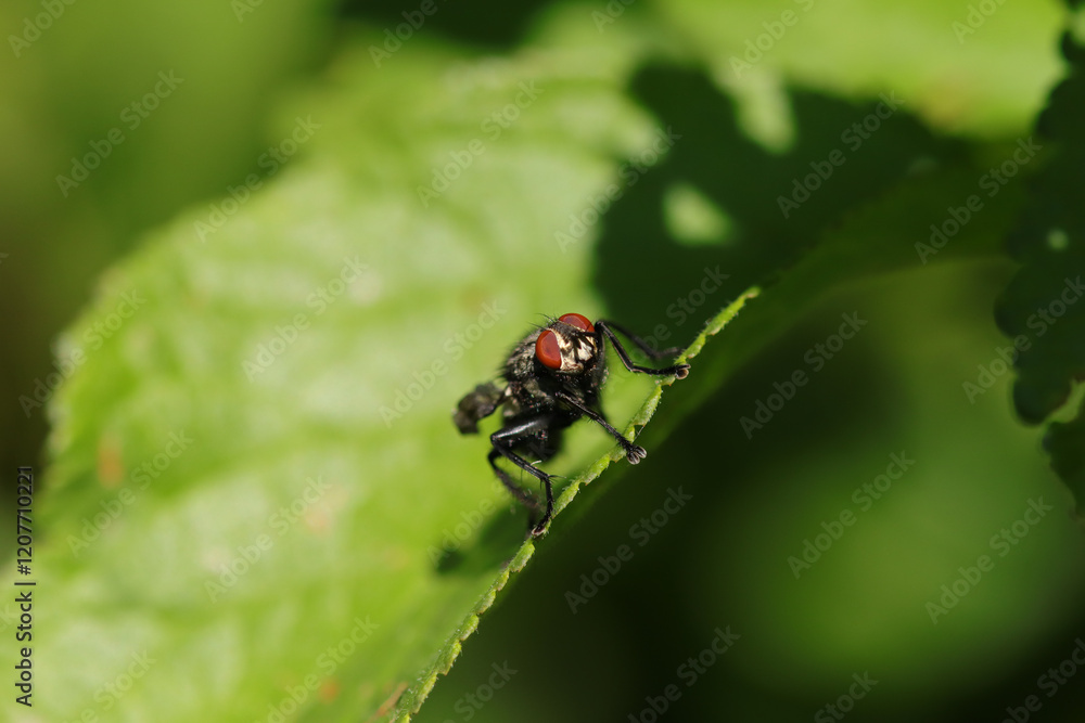Mouche à damier (Sarcophaga spec.)
Sarcophaga spec. on an unidentified flower or plant
Mouche à damier (Sarcophaga spec.)
Sarcophaga spec. on an unidentified flower or plant