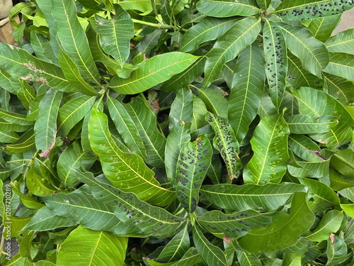  Mango leaves are damaged by bark beetle destroys plants by penetrating the sap of plant leaves.The globular eggs of Erosomyia mangiferae. Brown round grains are scattered all over the green leaves.
 photo