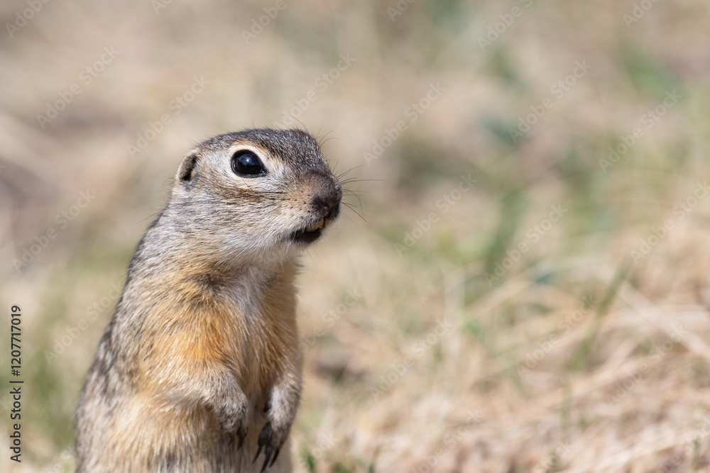 Funny gopher close-up looking at you Funny gopher close-up looking at you