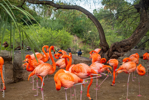 Cuadro en lienzo Flamingos at the Gladys Porter Zoo, located in Brownsville, Texas