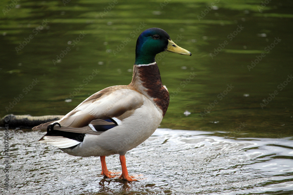 Obraz premium Duck by the Water