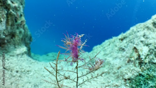 nudibranch flabellina nudi branch nudybranch  underwater slug ocean scenery photo