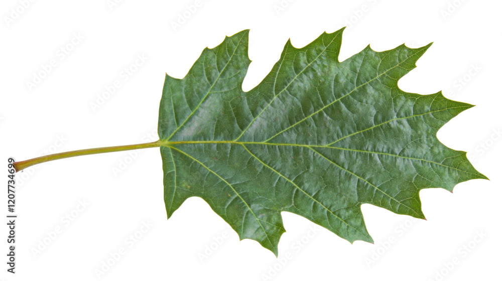 Naklejka premium Close-Up of a Vibrant Green Maple Leaf Isolated on White Background with Intricate Veins and Textures Highlighting Nature's Beauty, Ideal for Environmental Themes and Projects
