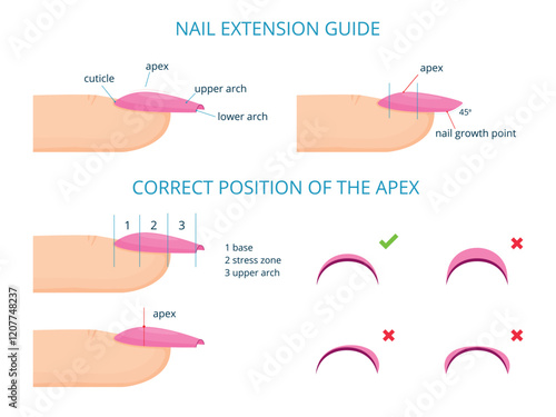 Nail extension. Professional nails maintenance manicure salon guide education diagram nail apex c-curve stress areas, aesthetic fingernails infographic tidy vector illustration