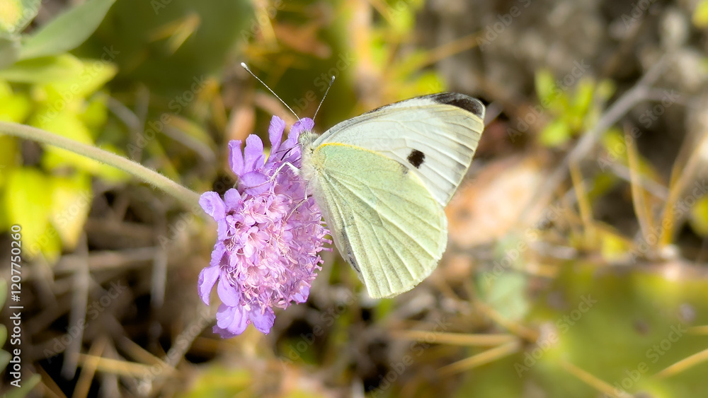 Pieris brassicae, the large white butterfly perched on a vibrant purple wildflower in nature Pieris brassicae, the large white butterfly perched on a vibrant purple wildflower in nature