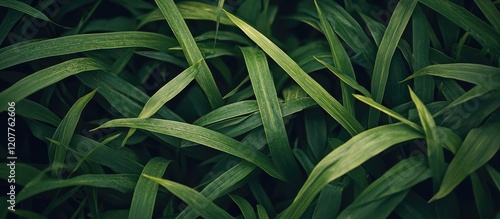 Lush green grass texture background with dark tones suitable for wallpapers and designs featuring ample empty copy space for text. photo