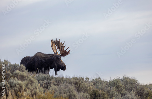 Bull shiras Moose During the Rut in Autumn in Grand Teton National Park Wyoming photo