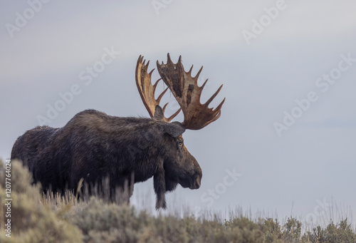 Bull shiras Moose During the Rut in Autumn in Grand Teton National Park Wyoming photo