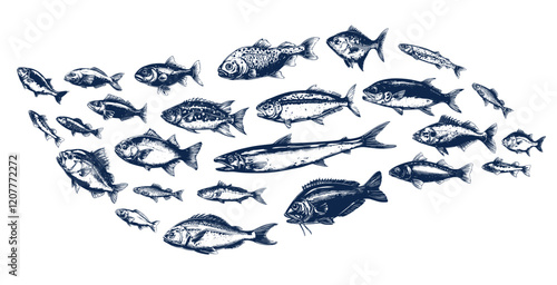 Fishes engraving. Fish school hand drawn underwater wildlife animal salmon sea tuna carp herring, seafood menu decor vector illustration