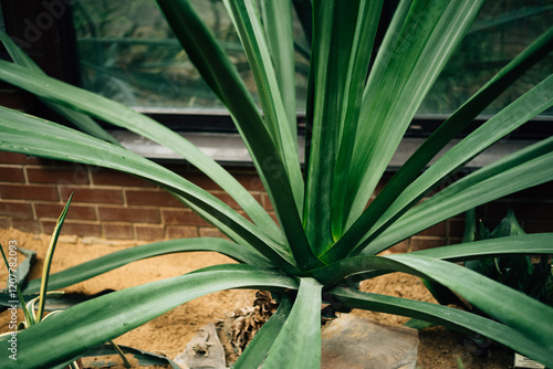 agave in the botanical garden photo