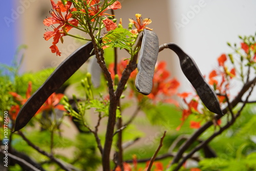 Delonix regia is a species of flowering plant in the bean family Fabaceae, subfamily Caesalpinioideae native to Madagascar. Fortaleza Ceará, Brazil. photo