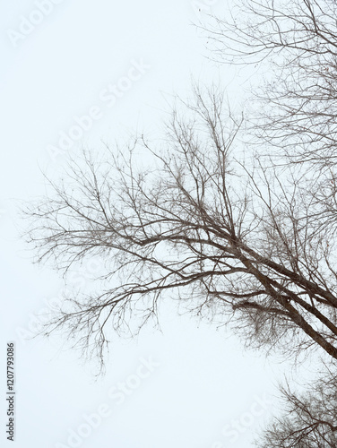 Wallpaper Mural snow covered tree Torontodigital.ca