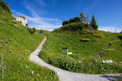 Botanical Garden, Schynige Platte, Jungfrau Region, Bernese Oberland, Switzerland photo