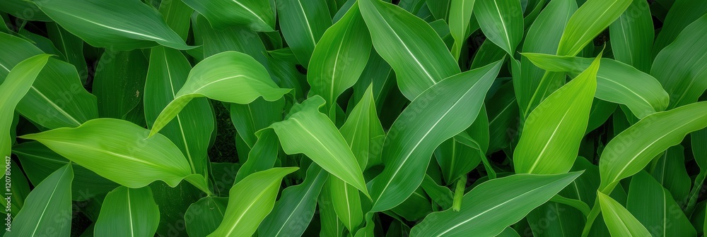 Fototapeta premium A close up of green leaves with a wet appearance. The leaves are arranged in a way that creates a sense of depth and texture. The image conveys a feeling of freshness and vitality