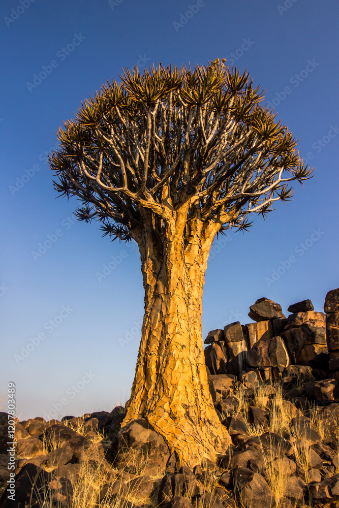 Naklejka premium A majestic large quiver tree against the bright blue, late afternoon sky, southern Namiba