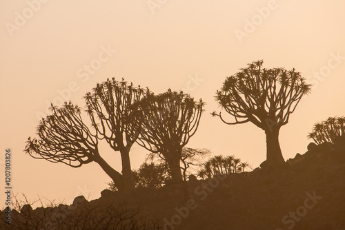 Silhouettes of quiver trees on the horizon against a pinkish purple dawn sky, in Keetmanshoop area, Namibia photo