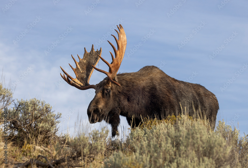 Bull shiras Moose During the Rut in Autumn in Grand Teton National Park Wyoming Bull shiras Moose During the Rut in Autumn in Grand Teton National Park Wyoming