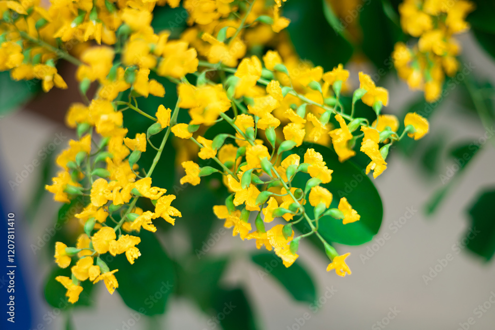 Obraz premium yellow flowers of padauk flowers, with beautiful green leaves, Thingyan Water Festival in Myanmar. 