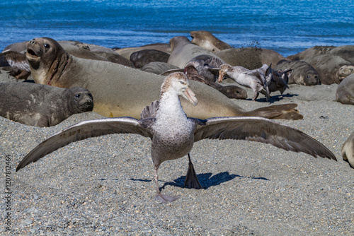 Northern giant petrels (Macronectes halli) fighting over the scavenging rights to a dead elephant seal pup at Royal Harbor, South Georgia photo