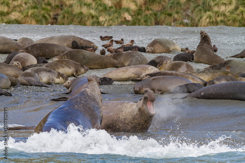 Adult bull southern elephant seals (Mirounga leonina) fighting for breeding grounds on South Georgia Island, Southern Ocean photo