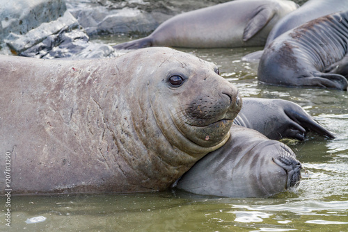 Young adult bull southern elephant seal (Mirounga leonina) holding young pup's head underwater trying to kill it, South Georgia Island, Southern Ocean photo