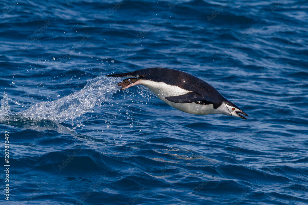Chinstrap penguin (Pygoscelis antarctica) porpoising in Cooper Bay, South Georgia