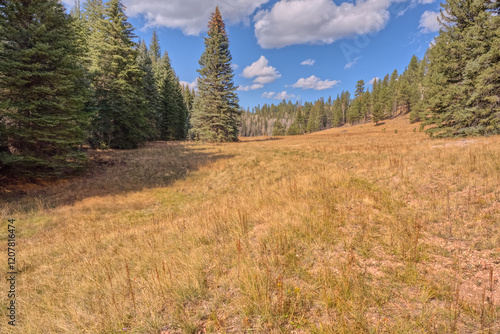 A meadow in Fuller Canyon off Cape Royal Road at Grand Canyon North Rim, Arizona, United States of America photo