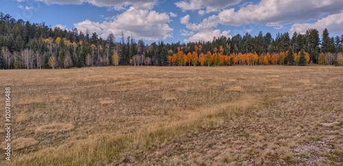 Deciduous trees with yellow and orange fall colors mixed with green Pine Trees, Kaibab National Forest, Arizona, United States of America photo