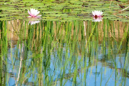 Water lilies in a pond, Val d'Orcia, Tuscany, Italy photo