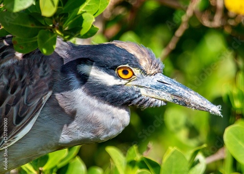 Yellow Crowned Night Heron (Nyctanassa Violacea), wading bird of the Americas that feeds on crustacea, Bermuda, Atlantic photo