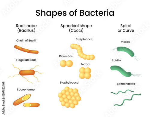 Bacterial Shape Classification Education Medical photo