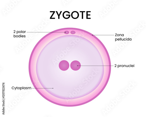 Diagram of Zygote Cell Structure