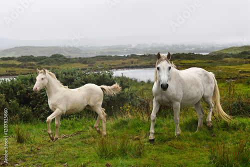 Connemara ponies in the rain, Ballinakill Bay, Letterfrack, Connemara, County Galway, Connacht, Republic of Ireland photo