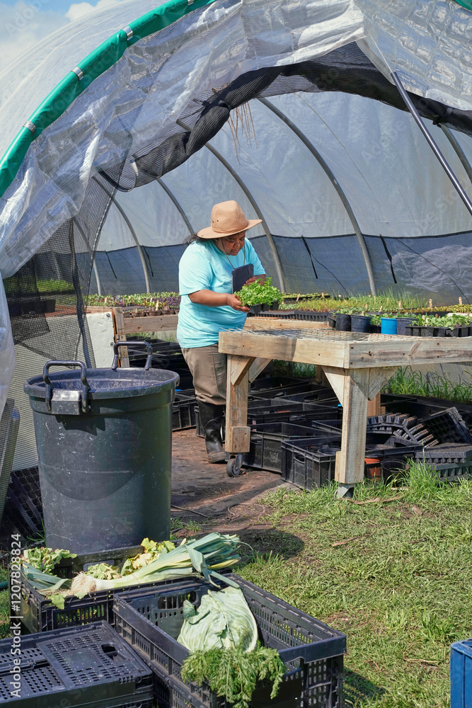 Woman planting vegetables in greenhouse Woman planting vegetables in greenhouse