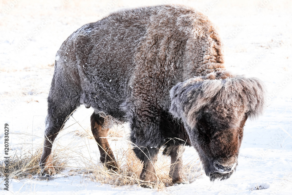 Fototapeta premium American Bison - Winter
