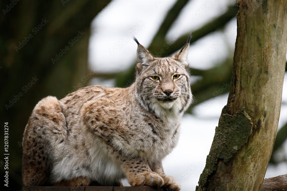 A female Eurasian Lynx sitting on a platform up a tree. A female Eurasian Lynx sitting on a platform up a tree.
