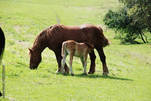 Pferd mit Fohlen