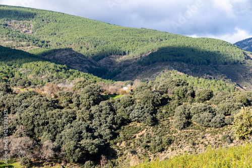 Rockrose fields in the area of the black villages of Guadalajara, Spain photo