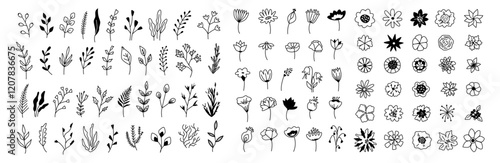 Flowers on stems, inflorescences and branches with leaves. Vector blooming wildflowers and forest flowers, seasonal flora in grunge style. Monochrome outline of diversity of flourishing vegetation